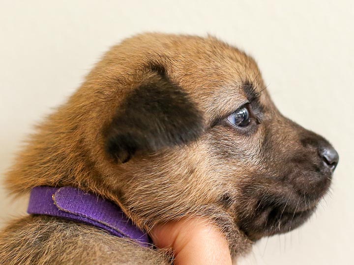 chinook puppy